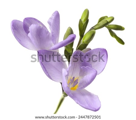 Similar – Image, Stock Photo Flowers purple