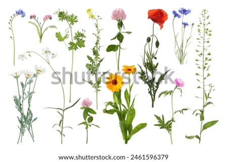 Similar – Foto Bild Kleefeld mit Wildblumen im Sommer