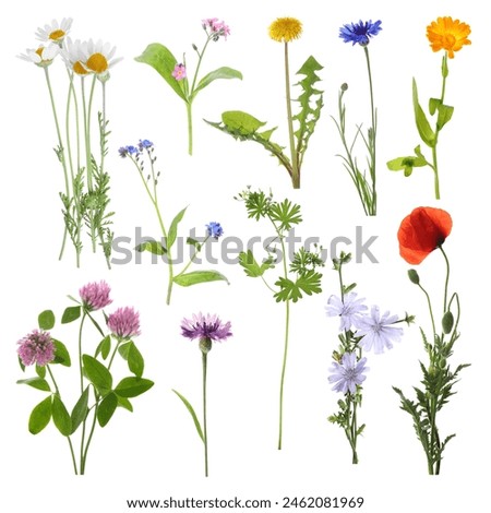 Similar – Image, Stock Photo White wild flowers on a light blue background