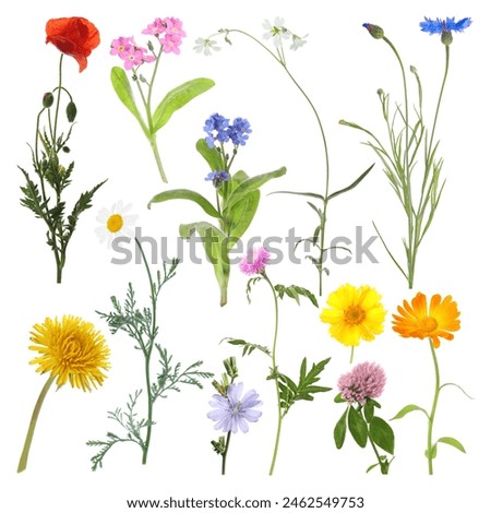 Similar – Foto Bild Weiße wilde Blumenwiese