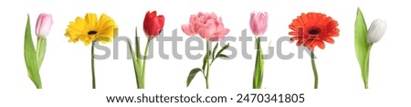 Similar – Image, Stock Photo Group of pink Gerbera flowers at white background.