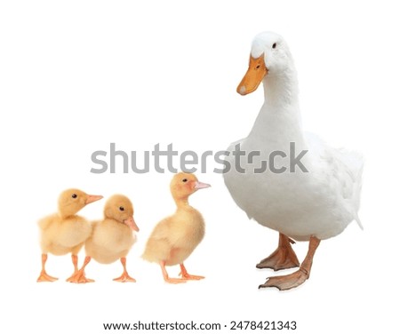 Similar – Image, Stock Photo White duck on the shore of pond with green reflecting water surface