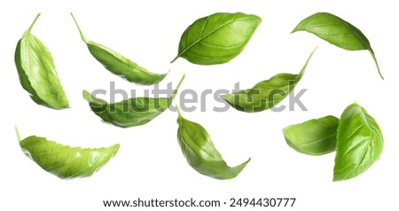 Similar – Image, Stock Photo Fresh basil plant in vintage kitchen with tiles sunlit with shadows