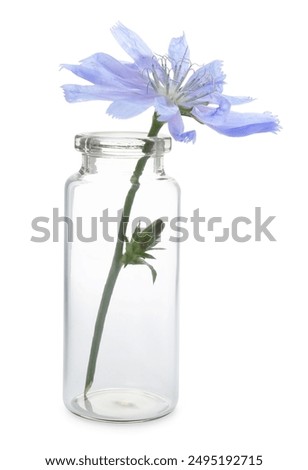 Similar – Image, Stock Photo One cichorium flower with lush vegetation and grass. This blue colored wildflower is used for alternative coffee drink. Unfocused grasshopper and green leaves of various plants at background. Summer season.