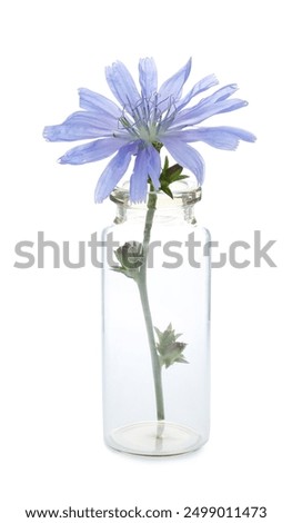 Image, Stock Photo One cichorium flower with lush vegetation and grass. This blue colored wildflower is used for alternative coffee drink. Unfocused grasshopper and green leaves of various plants at background. Summer season.