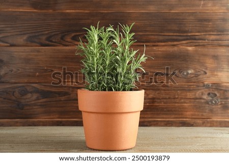 Similar – Image, Stock Photo Rosemary plant in herb bed