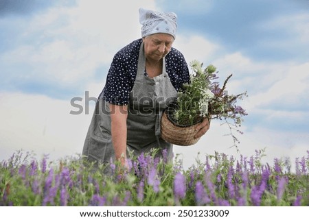 Similar – Image, Stock Photo caucasian senior woman picking fresh carrots from the garden