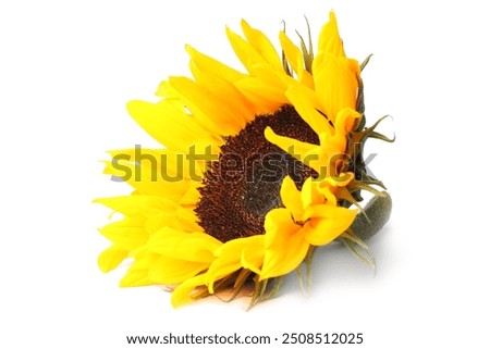 Foto Bild Schöne Sonnenblumen im Feld natürlicher Hintergrund, Sonnenblume blüht.