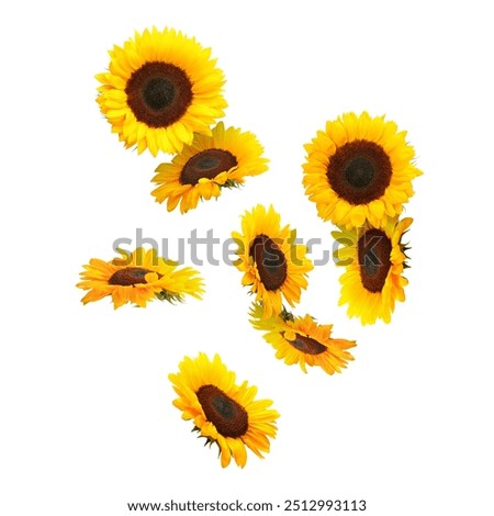 Similar – Image, Stock Photo many, many sunflowers