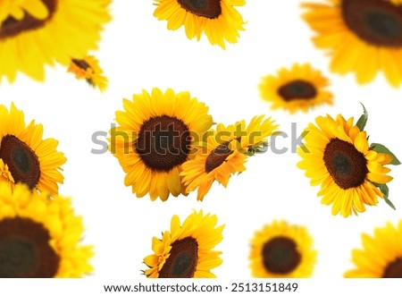 Similar – Image, Stock Photo many, many sunflowers