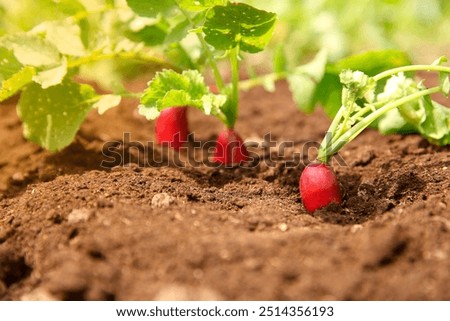 Image, Stock Photo Radish growing on farm in summer