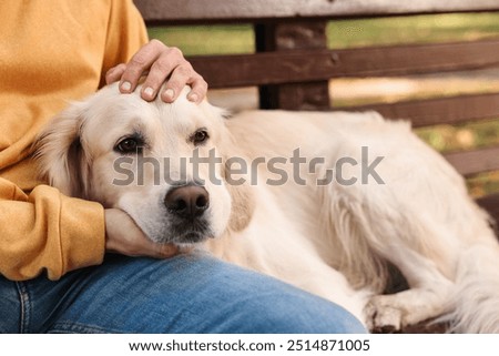 Similar – Foto Bild Bezaubernder Golden Retriever Hund im gelben Feld bei Sonnenuntergang. Wunderschönes Porträt eines jungen Hundes. Haustiere im Freien und Lebensstil