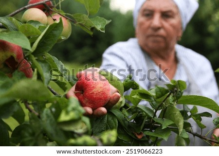 Similar – Image, Stock Photo caucasian senior woman picking fresh carrots from the garden