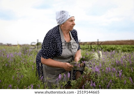 Similar – Image, Stock Photo caucasian senior woman picking fresh carrots from the garden