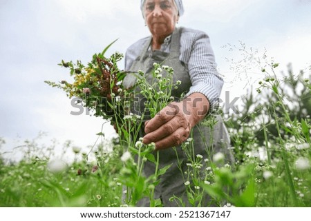 Similar – Image, Stock Photo caucasian senior woman picking fresh carrots from the garden