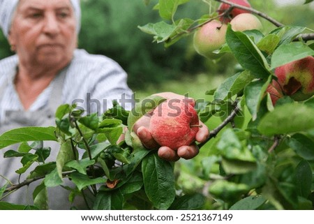 Similar – Image, Stock Photo Woman picking ripe apples on farm. Farmer grabbing apples from tree in orchard. Fresh healthy fruits ready to pick on fall season. Harvest time in countryside