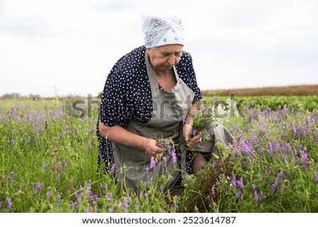 Similar – Image, Stock Photo caucasian senior woman picking fresh carrots from the garden