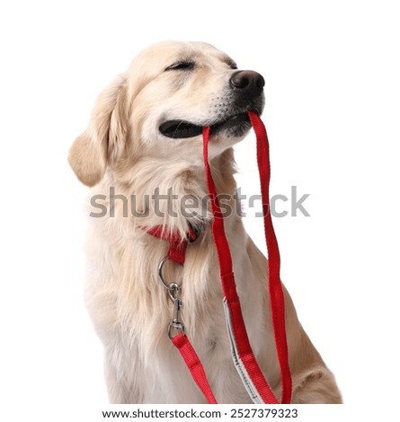 Similar – Image, Stock Photo A dog walking on the wooden planks in a floating village in Halong Bay, Vietnam