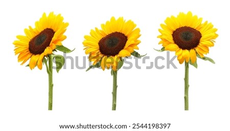 Similar – Image, Stock Photo many, many sunflowers