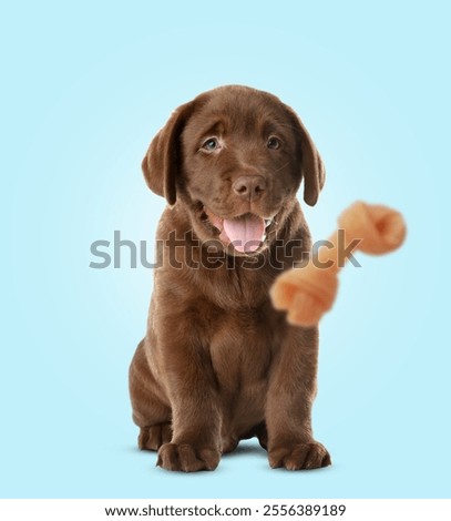 Similar – Image, Stock Photo Furry dog catching snack in studio