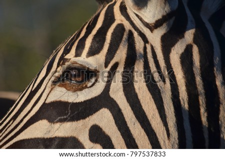 Similar – Image, Stock Photo Zebra eye zebra closeup