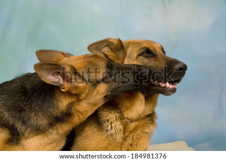 German Shepherd Dogs KISSING,