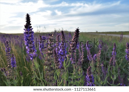 Similar – Image, Stock Photo #A# Lavender in the garden I