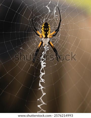 Similar – Foto Bild Spinne inmitten eines Spinnennetzes im Wald an einem bedeckten Tag