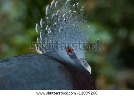 Victoria Crown Pigeon, name Goura victoria has ornate crest of unusual feathers on top of head. Blue overall color with brilliant red eye.