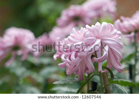 Chrysanthemum with Curly lavender pink petals staked in a fall garden. Main flower in focus with garden blurred in background.