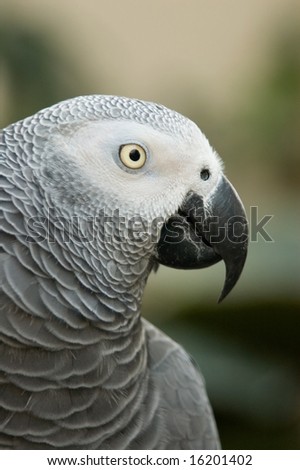 African Gray Parrot profile view against soft blurred background.