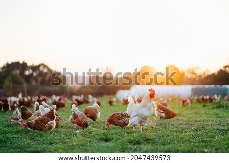 Similar – Image, Stock Photo Organic free range chicken III
