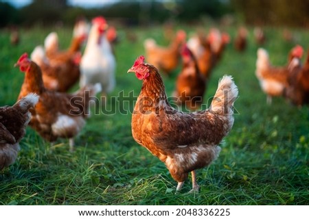 Similar – Image, Stock Photo Brown chicken on green meadow