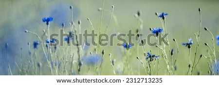 Similar – Image, Stock Photo Blue Cornflower with a green background