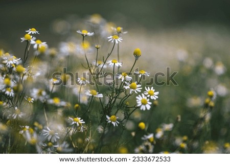 Similar – Image, Stock Photo Chamomile by the wayside