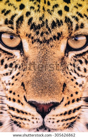 texture of print fabric striped the leopard face for background