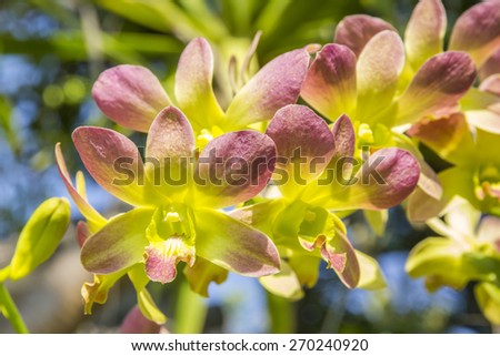 yellow orchid flower. yellow orchid with pink spots in the garden