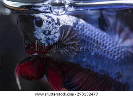 Fighting fish (Betta splendens) Fish with a beautiful array of colorful beauty.
