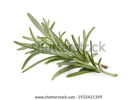 Rosemary isolated on white background cutout. Close up studio shot of fresh green rosemary herb leaves isolated on white background. 
