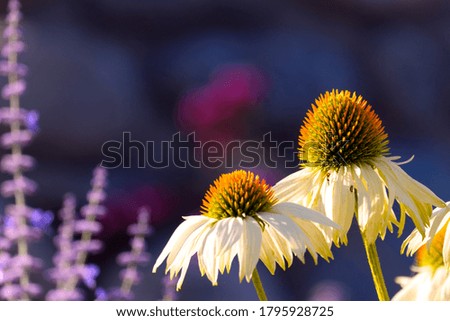 Similar – Image, Stock Photo Yellow-red form of Echinacea purpurea from North America, inflorescences