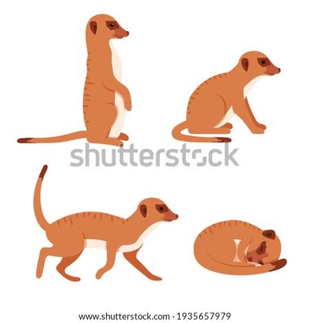 Cute Meerkat in different poses. Animal set. Vector isolated on white background.