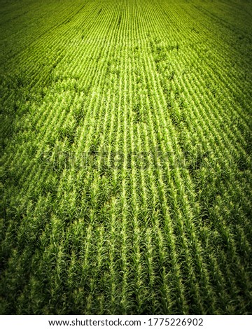 Similar – Image, Stock Photo Grain field from above