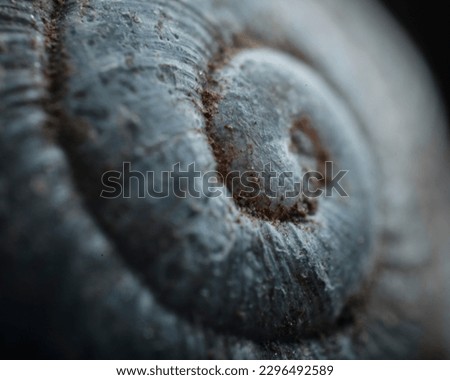 Image, Stock Photo Snail house pattern.