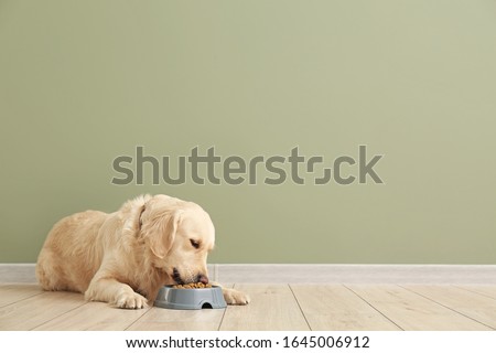 Cute dog eating food from bowl near color wall