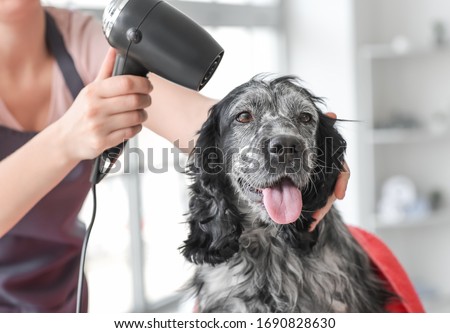 Similar – Image, Stock Photo drying the dog with a towel