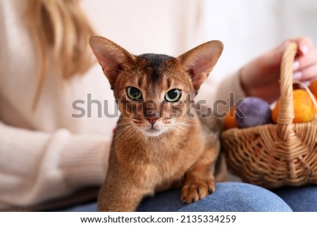 Woman with cute Abyssinian cat and Easter eggs at home, closeup Foto stock © 