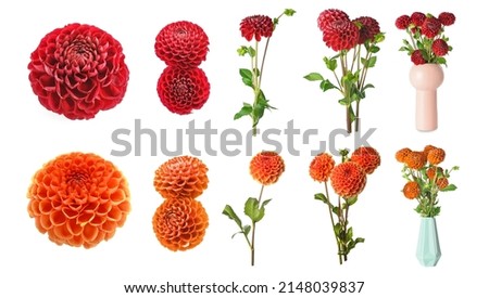 Similar – Image, Stock Photo Buds of red dahlias. Flowering shrubs of dahlia in the form of a flower bed in the garden