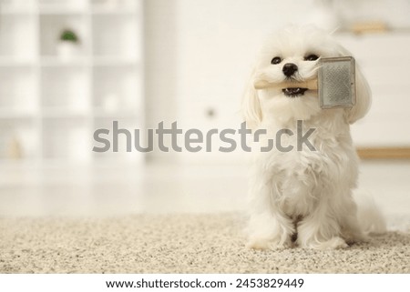 Similar – Image, Stock Photo Maltese dog on a spring day