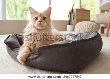 Similar – Image, Stock Photo Maine Coon cat with fluffy tail in sunlight outside on the lawn