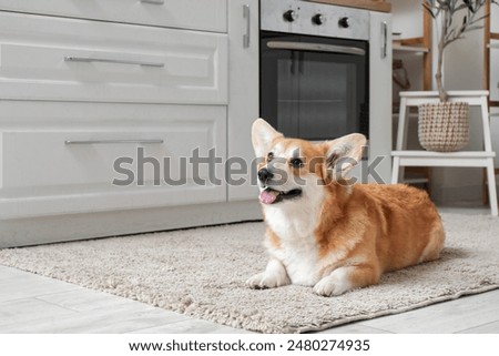 Similar – Image, Stock Photo Cute purebred dog lying on sofa